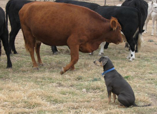 Lacy Dog guarding her herd